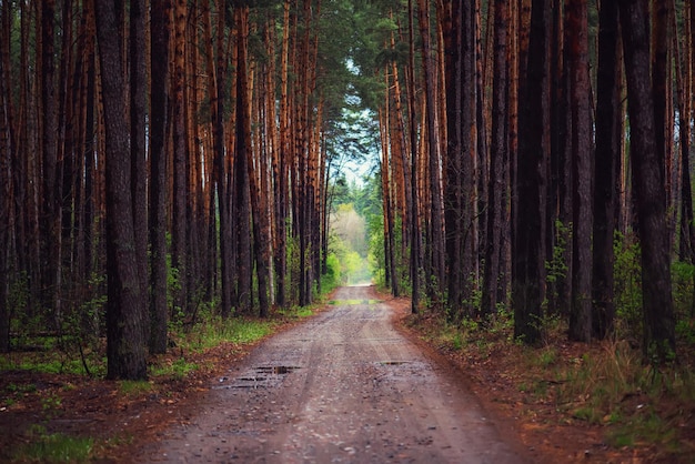 Foresta oscura e lunatica