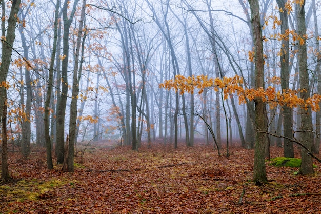 Foresta oscura nella nebbia mattutina