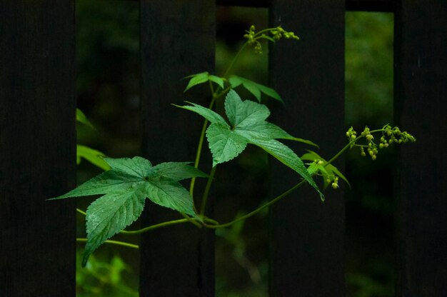 Foresta ovunque fiori di campo gloria mattutina foglie rampicanti