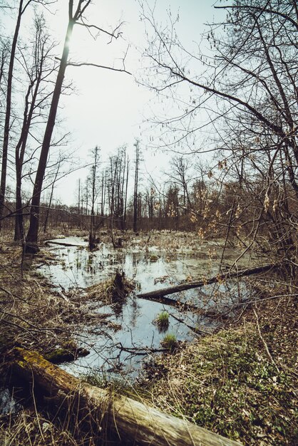 Foresta paludosa in primavera