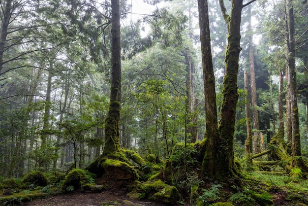 Foresta panoramica di alberi caducifoli verdi freschi