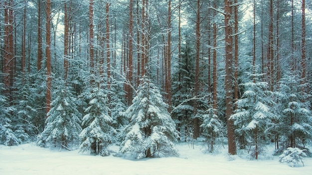 Foresta piccoli alberi di Natale nella neve dopo le nevicate invernali