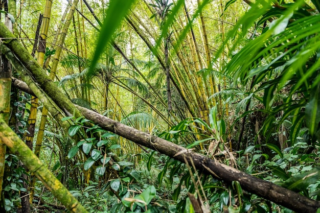 Foresta pluviale a Paraty Brasile