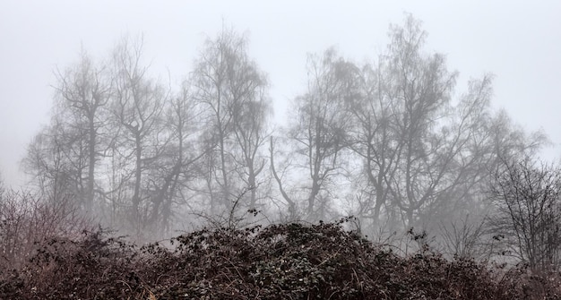 Foresta pluviale canadese con alberi verdi Nebbia mattutina nella stagione invernale