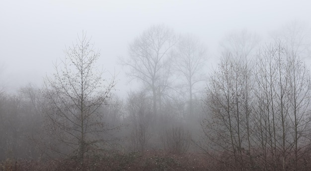 Foresta pluviale canadese con alberi verdi Nebbia mattutina nella stagione invernale