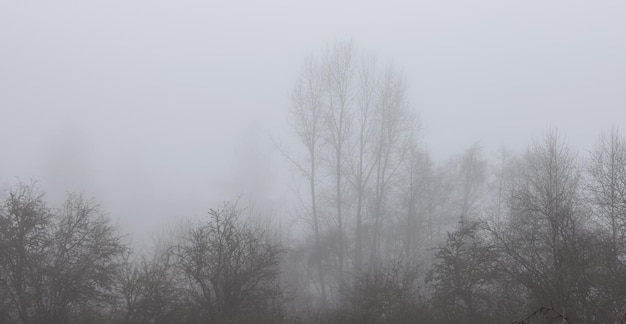 Foresta pluviale canadese con alberi verdi Nebbia mattutina nella stagione invernale