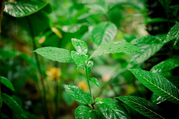 Foresta pluviale con fiori e piante foglie verdi