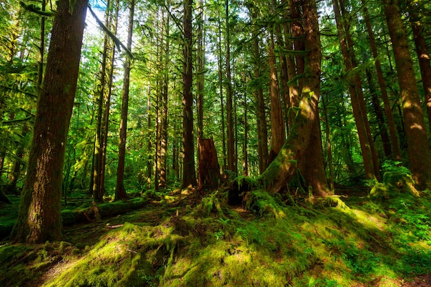 Foresta pluviale con fitta vegetazione