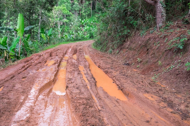 Foresta pluviale con una strada sterrata