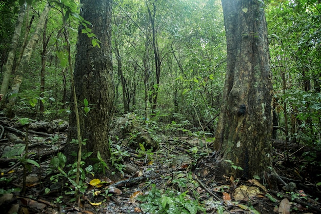 Foresta pluviale di environtment verde sul parco naturale di montagna