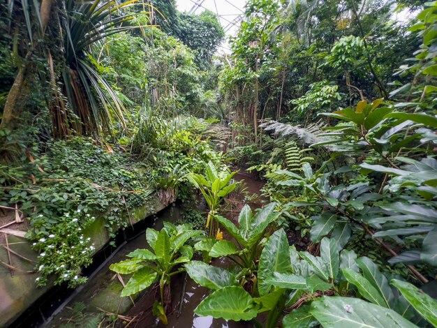 Foresta pluviale eternamente verde nello zoo di Zurigo