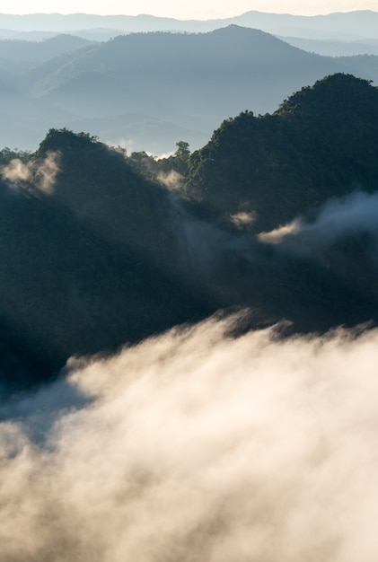 Foresta pluviale. foresta mista colorata avvolta nella nebbia mattutina in una bella giornata autunnale