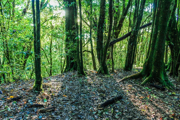 foresta pluviale in chiangmai Tailandia del inthanon di doi