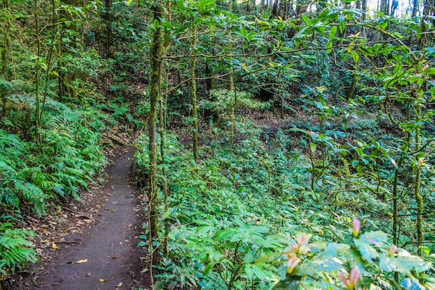 foresta pluviale in chiangmai Tailandia del inthanon di doi