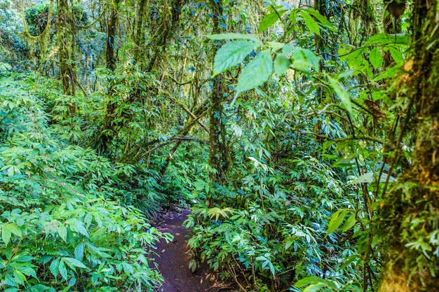 foresta pluviale in chiangmai Tailandia del inthanon di doi