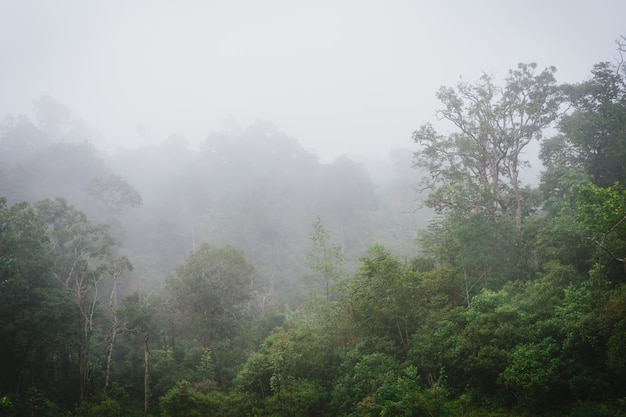 Foresta pluviale nebbiosa con vapore e umidità.