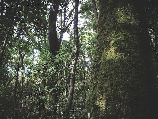 Foresta pluviale nel parco nazionale di Doi Inthanon, Tailandia