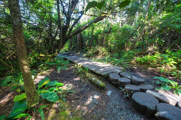 Foresta pluviale nell'isola di Vancouver, British Columbia, Canada