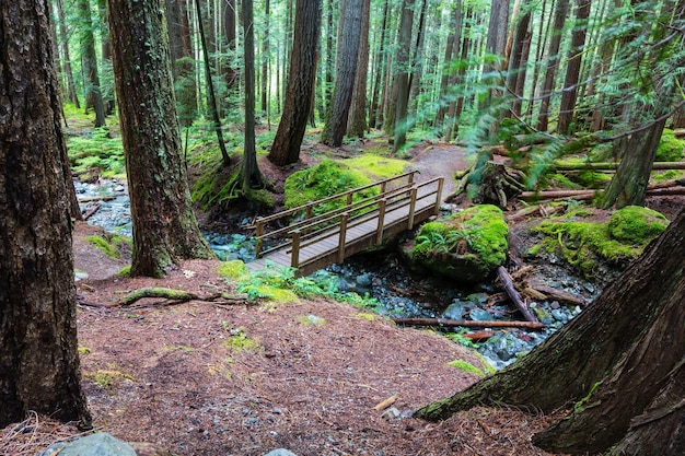 Foresta pluviale nell'isola di Vancouver, British Columbia, Canada