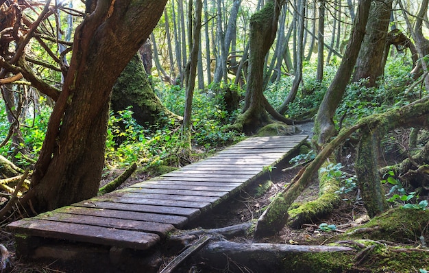 Foresta pluviale nell'isola di Vancouver, British Columbia, Canada