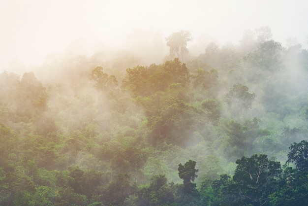 Foresta pluviale tropicale asiatica, fondo di vista della natura