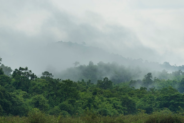 foresta pluviale tropicale profonda, strati di alberi a baldacchino e montagna, libertà e concetto di spa