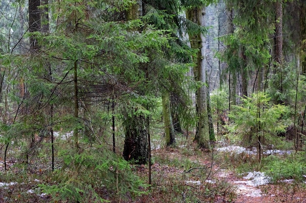 Foresta primaverile con abeti ed erba