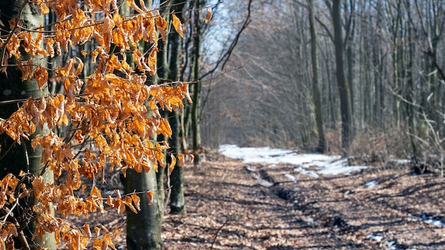 Foresta primaverile con tracce di neve sciolta in una giornata di sole. Strada nella foresta primaverile