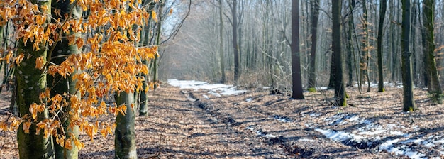 Foresta primaverile in una giornata di sole durante lo scioglimento della neve