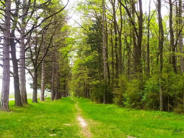 Foresta primaverile in una giornata di sole Sentiero panoramico nella foresta con tappeto di erba verde e foglie giovani