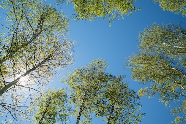 Foresta primaverile, vista dall'alto, sole attraverso il fogliame