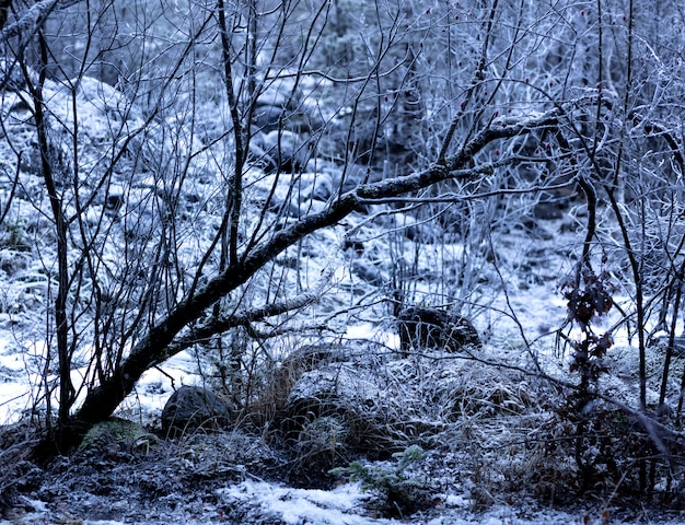 Foresta profonda coperta da ghiaccio