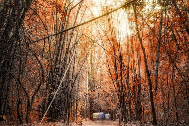 Foresta profonda di autunno del boschetto di bambù nel parco nazionalekanchanaburithailand