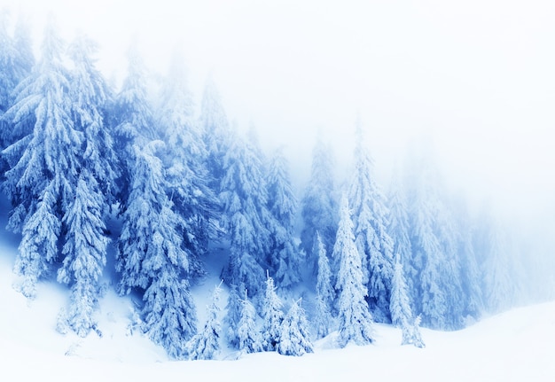 Foresta profonda di inverno con gli alberi della pelliccia e fumo bianco il giorno di inverno