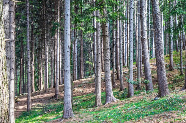 Foresta profonda in montagna