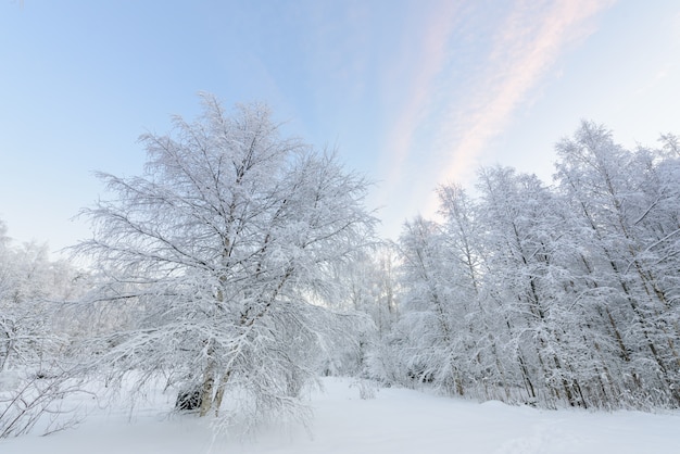 Foresta ricoperta di forti nevicate