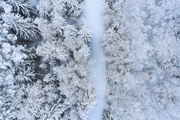 Foresta ricoperta di neve dall'alto