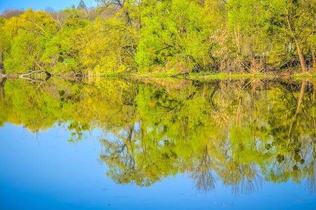 Foresta riflessa nel fiume in primavera