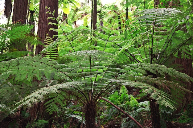 Foresta rossa a Rotorua, Nuova Zelanda