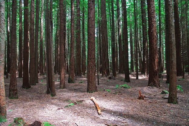 Foresta rossa a Rotorua, Nuova Zelanda