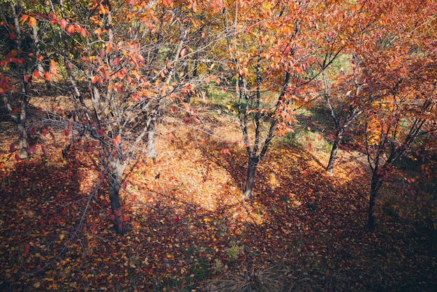 Foresta rossa della foglia nella stagione di autunno.