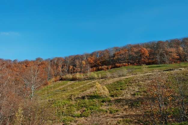 Foresta rossa di autunno sul legno della montagna a carpatico