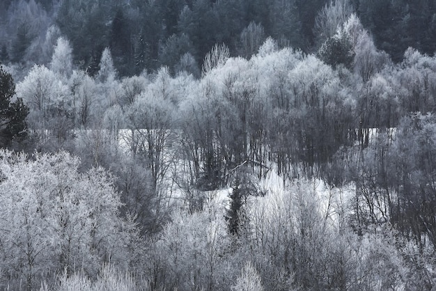 Foresta russa invernale innevata