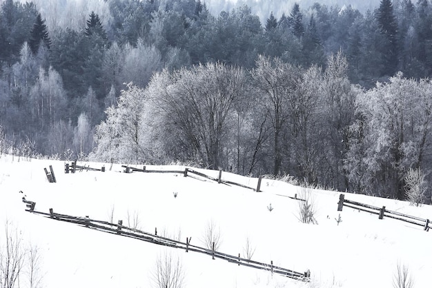 Foresta russa invernale innevata