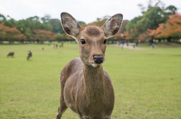 Foresta sacra di Nara Park dei cervi Sika, Giappone