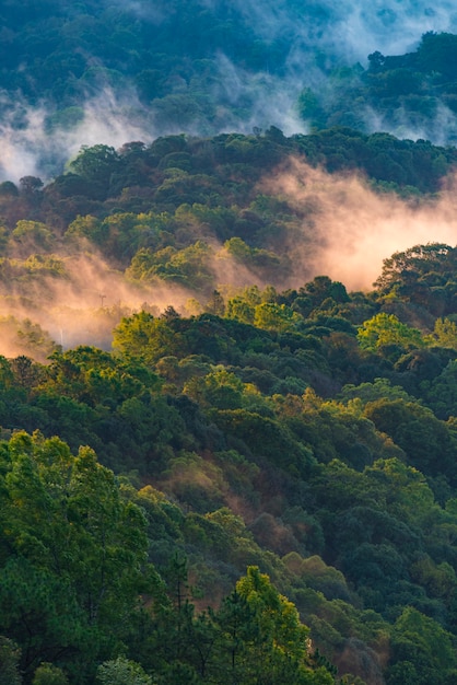 Foresta scenica di alberi decidui verdi freschi incorniciati da foglie, con il sole