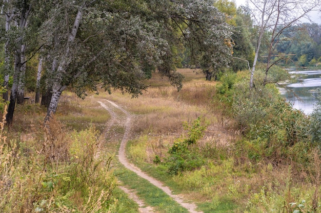 Foresta selvaggia d'autunno. Percorso ben calpestato, foglie gialle cadute ed erba ingiallita