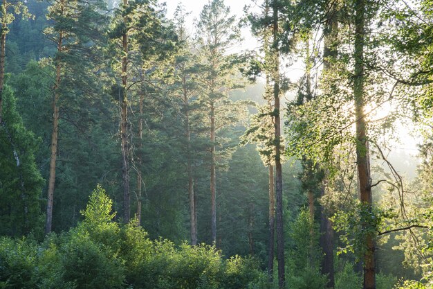 Foresta selvaggia nella luce del mattino