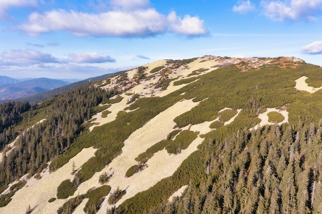 Foresta sempreverde in cima all'alta montagna sotto il cielo blu