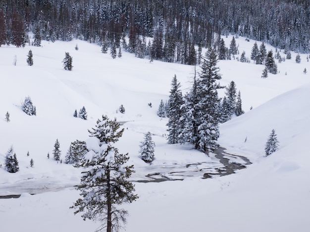 Foresta sempreverde nella neve nel parco nazionale di Great Teton.